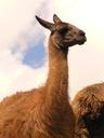 Love those llamas.